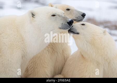 Close up of three polar bears in northern Canada. Mom and two cubs seen in affectionate position during migration to the sea ice. Stock Photo