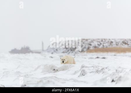 One male polar bear seen on an icy tundra arctic landscape during their migration to the sea ice in November. Stock Photo