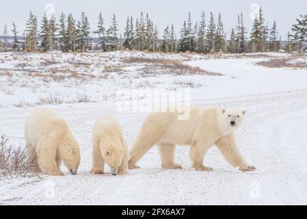 Three polar bears family mom and cubs with female walking across tundra landscape. Taken in Churchill, Manitoba, northern Canada during their migrate Stock Photo