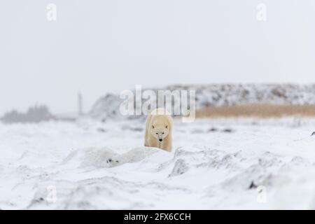 One solitary male polar bear walking across frozen, snowy landscape in arctic northern Canada during it's migration to the freezing ocean sea ice. Stock Photo