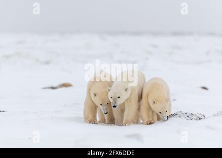 Three polar bears, bear family walking across the frozen sea ice in Hudson Bay, on the shore on the arctic ocean on snowy ground with fluffy legs. Stock Photo