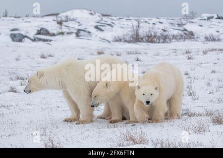 Three polar bears with mom and two cubs, one yearling baby starting to walk directly towards the camera. Snowy landscape, white tundra background. Stock Photo