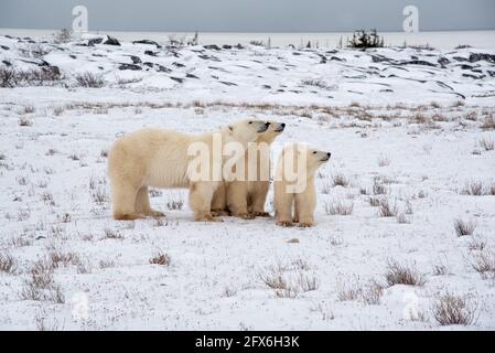 Three polar bears with mother and two cubs. Yearling babies sitting next to mom and mum is standing with her head resting on a baby bear. Stock Photo