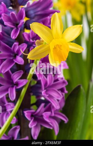 Spring daffodil and hyacinth flower in spring garden macro view Stock Photo