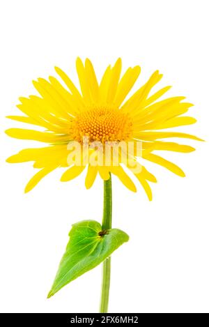 Yellow aster flower close-up isolated on white background Stock Photo