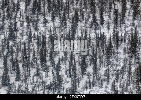 Boreal forest landscape of northern Manitoba, outside of Churchill in northern tundra, arctic country on the shores of Hudson Bay. Aerial, birds eye. Stock Photo