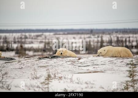 Two bears, Mom and cub sleeping on tundra landscape in Churchill, Manitoba. Polar bear waiting for the sea ice to form on Hudson Bay.