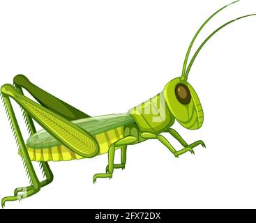 Grasshopper body close up isolated on white background illustration Stock Vector