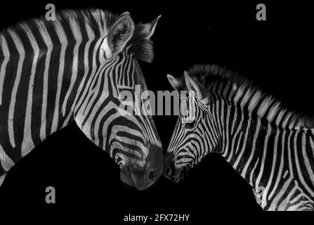 Mother Zebra Loving Her Cute Baby Zebra Stock Photo