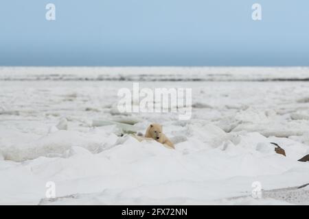 The arctic tundra area of Churchill, Manitoba. Polar bear capital of the world with bears that can be seen in the shot. Landscape shot of Hudson Bay. Stock Photo