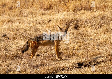 black-backed jackal (Lupulella mesomelas syn Canis mesomelas), also known as the silver-backed or red jackal. Photographed in Serengeti National Park, Stock Photo