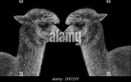 Two Cute Alpaca Playing In The Back Background Stock Photo