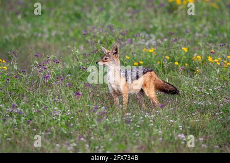 black-backed jackal (Lupulella mesomelas syn Canis mesomelas), also known as the silver-backed or red jackal. Photographed in Serengeti National Park, Stock Photo