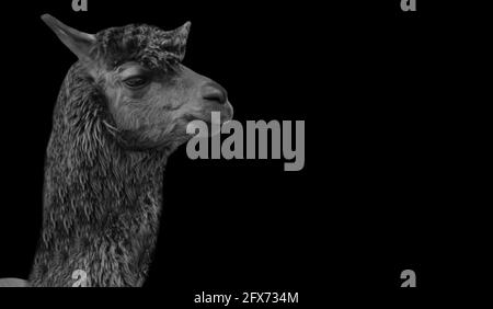 Black And White Alpaca Face In The Black Background Stock Photo