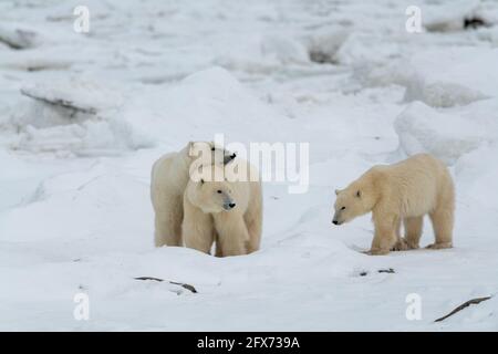 Three bears, mom and two cubs on the shores of Hudson Bay in northern Canada, Churchill. Mum resting its head of the cub watching in the distance. Stock Photo