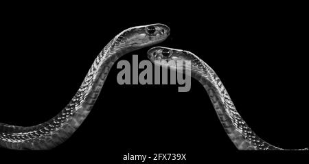 Two King Cobra Snake In The Black Background Stock Photo