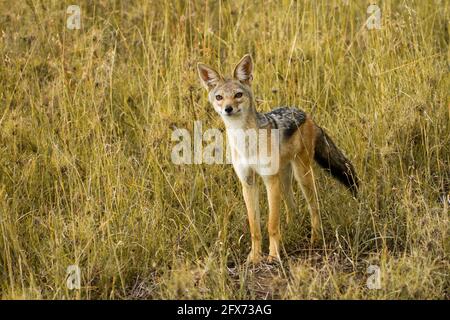 black-backed jackal (Lupulella mesomelas syn Canis mesomelas), also known as the silver-backed or red jackal. Photographed in Serengeti National Park, Stock Photo