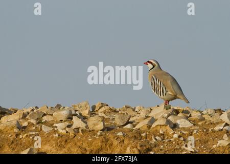 Closeup of a single Chukar Partridge or Chukar (Alectoris chukar) Photographed in Israel, Arava desert in March Stock Photo