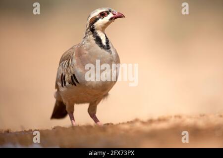 Closeup of a single Chukar Partridge or Chukar (Alectoris chukar) Photographed in Israel, Arava desert in June Stock Photo