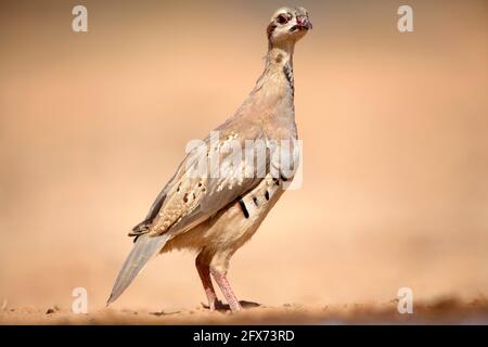 Closeup of a single Chukar Partridge or Chukar (Alectoris chukar) Photographed in Israel, Arava desert in June Stock Photo