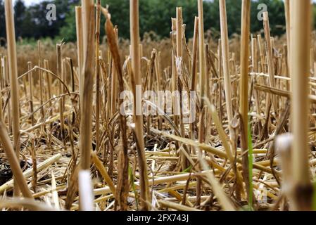 harvested field of corn Stock Photo