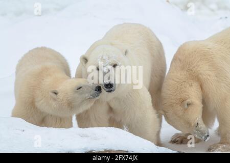 Three polar bears, mom and two cubs in shot with one young bear trying to lick its mothers mouth. Bear with tongue sticking out on white background.