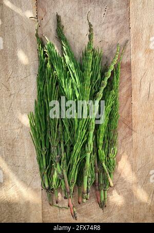 Young horsetail plant isolated on wooden background. Equisetum. Medicinal herb.Equisetum arvense. Directly above. Stock Photo