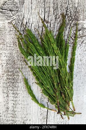 Young horsetail plant isolated on wooden background. Equisetum. Medicinal herb.Equisetum arvense. Directly above. Stock Photo