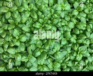 Background with fresh basil leaves. Fresh basil pattern. Stock Photo