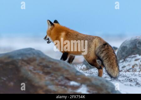 Side profile of a stunning red fox with perfect blue sky background. Taken in arctic Canada in Churchill, Manitoba area on the edge of Hudson Bay. Stock Photo