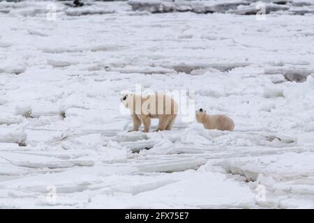 Mother and cub polar bear walking across the frozen icy sea ice on a sunny day with white background on Hudson Bay, northern Manitoba, Canada Stock Photo