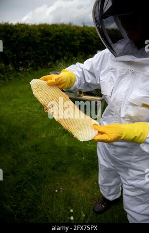 Wild honeycomb removed from a hive Stock Photo