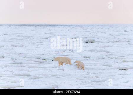 Mother polar bear and one cub walking across Hudson Bay, snowy tundra landscape in November during migration to sea ice. Stock Photo