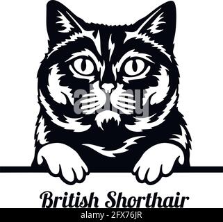 British Shorthair Cat - Cat breed. Cat breed head isolated on a white background - vector stock Stock Vector