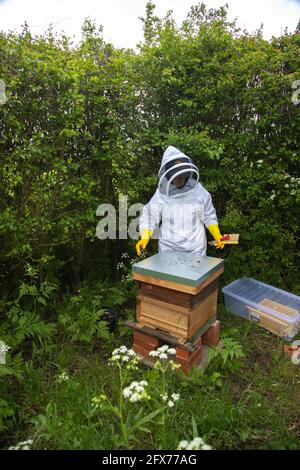 Lady Beekeeper Stock Photo