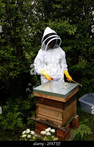 Lady Beekeeper Stock Photo