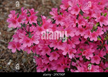Pink Rhododendron obtusum Antonie flowers in spring Stock Photo