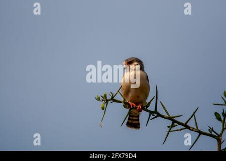 Pygmy Raptors A Pygmy Falcon perched in a tree in Southern African savanna Stock ...