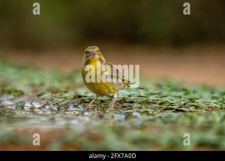 European Greenfinch (Carduelis chloris)  a small passerine bird in the finch family Fringillidae. Photographed near a puddle of water in the Negev des Stock Photo