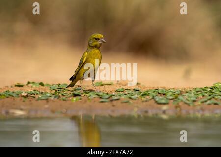 European Greenfinch (Carduelis chloris)  a small passerine bird in the finch family Fringillidae. Photographed near a puddle of water in the Negev des Stock Photo