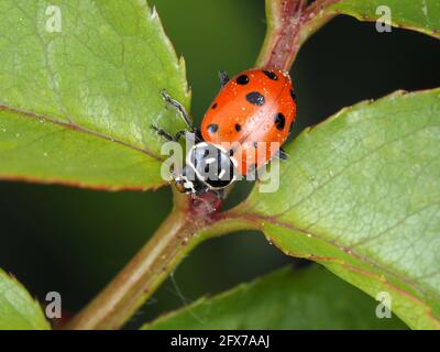 Hippodamia convergens (convergent lady beetle) Stock Photo