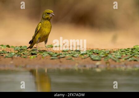 European Greenfinch (Carduelis chloris)  a small passerine bird in the finch family Fringillidae. Photographed near a puddle of water in the Negev des Stock Photo