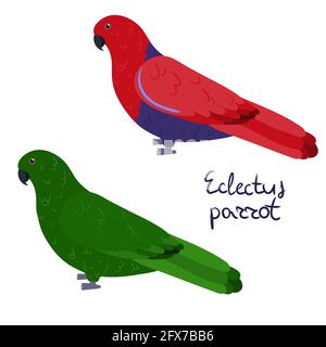 Eclectus parrot in cartoon style on white background, male and female. Vector hand drawn illustration. Eclectus roratus Stock Vector