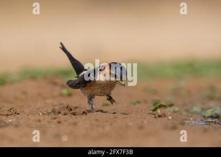 The red-rumped swallow (Cecropis daurica syn Hirundo daurica) is a small passerine bird in the swallow family. It breeds in open hilly country of temp Stock Photo