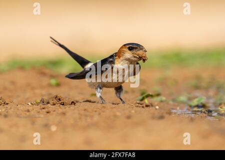 The red-rumped swallow (Cecropis daurica syn Hirundo daurica) is a small passerine bird in the swallow family. It breeds in open hilly country of temp Stock Photo