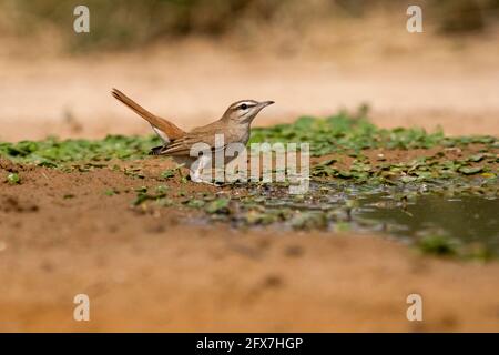 Rufous-tailed scrub robin (Cercotrichas galactotes) on the ground. Photographed in Israel in May Stock Photo