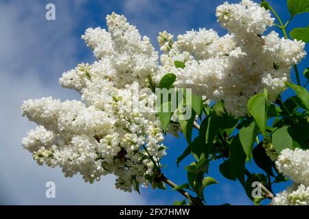 Syringa Madame Lemoine White Lilac flower spikes against blue sky Lilac Syringa vulgaris Stock Photo