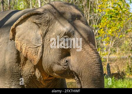 A suffering elephant in elephant kraal pavilion ayutthaya Thailand Stock Photo