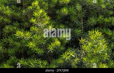 Yew plum pine leaves (Podocarpus macrophyllus). Ornamental plant with beautiful leaves, Green trees background. No focus, specifically. Stock Photo