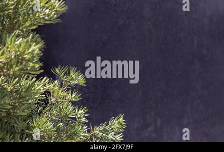 Yew plum pine leaves (Podocarpus macrophyllus). Ornamental plant with beautiful leaves on black background. Copy space, Selective focus. Stock Photo